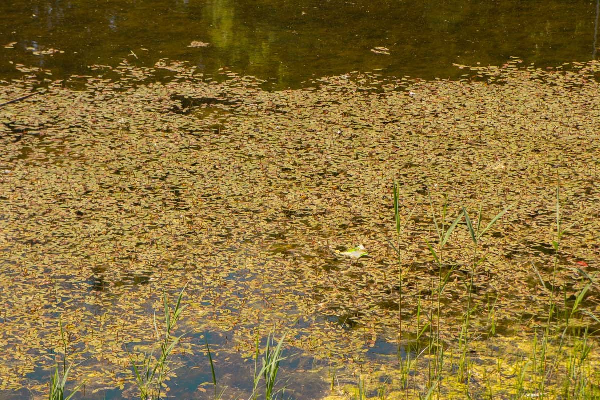 Озеро долгое время было запущенным