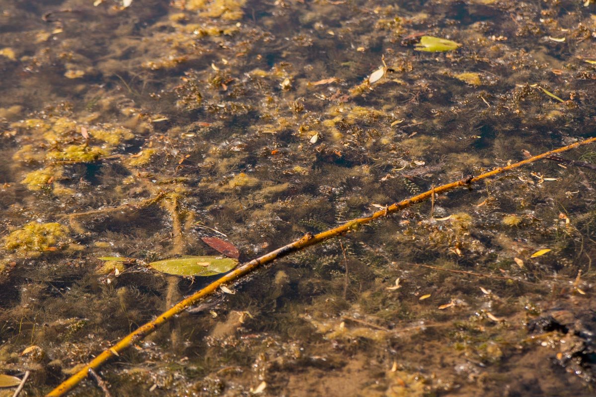 Сообщается, что проблему с отсутствием финансирования работ на озере в 2018 году урегулировали