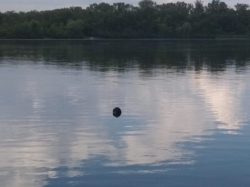 23 мая в Киеве под Южным мостом в 15 метрах от берега обнаружили труп мужчины 23 мая в Киеве под Южным мостом в 15 метрах от берега обнаружили труп мужчины