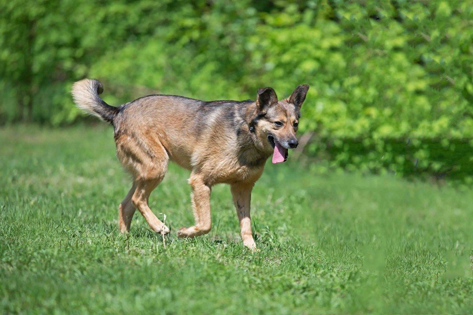 Улыбчивая собачка Ницца ищет дом