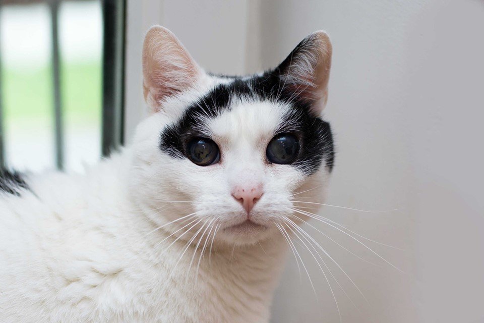 Котик Лева родился слепым