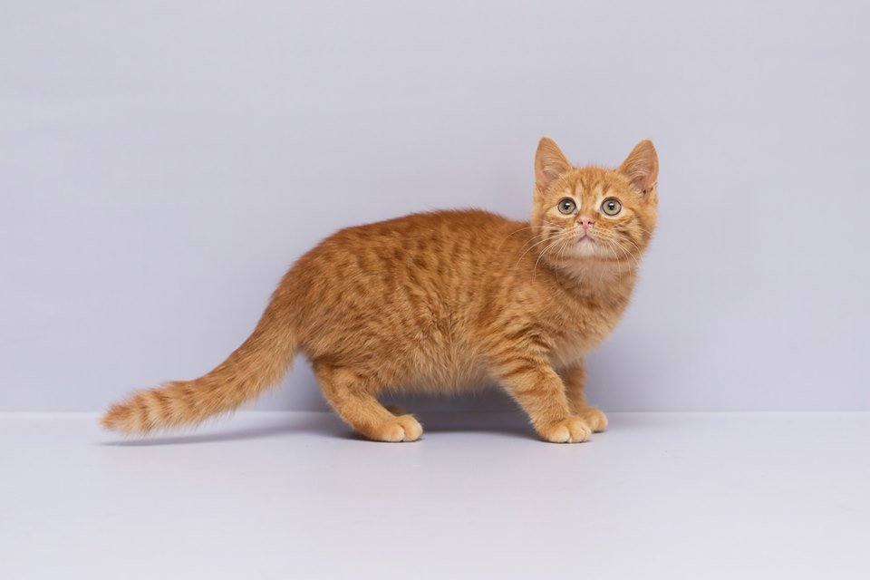 Котенок Огонек очень одинок