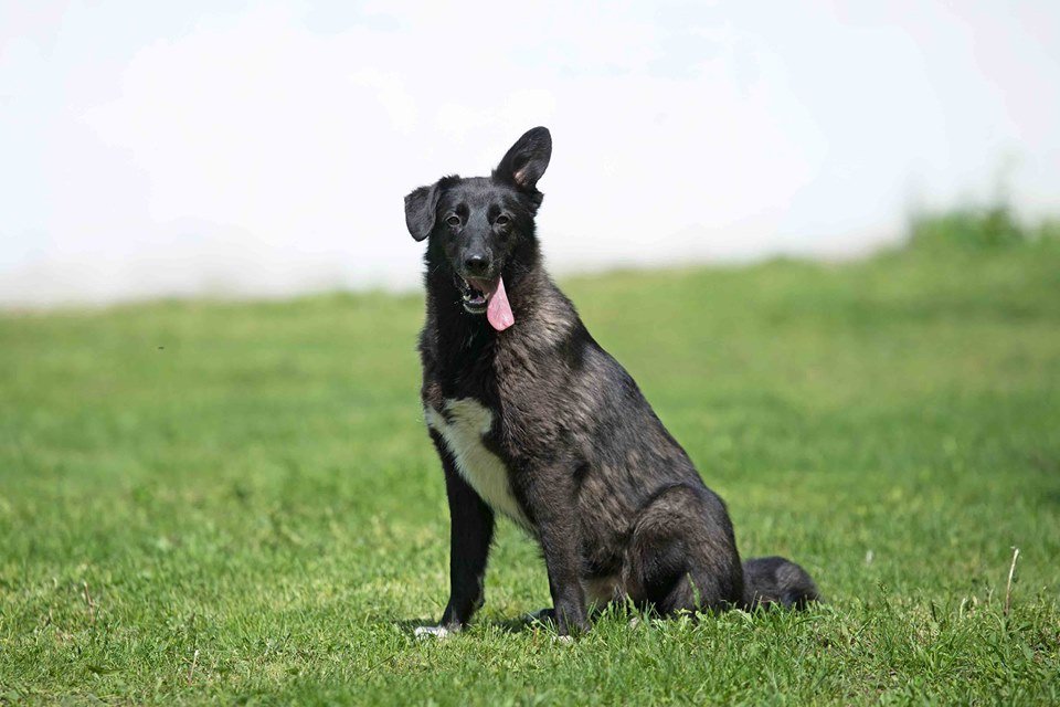 Халк, который не похож ни на кого, ищет дом