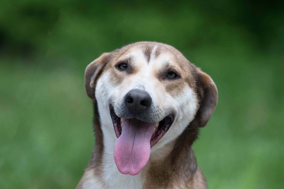 Ирида очень активная, прекрасно ладит с людьми, коммуникабельная, прекрасный компаньон