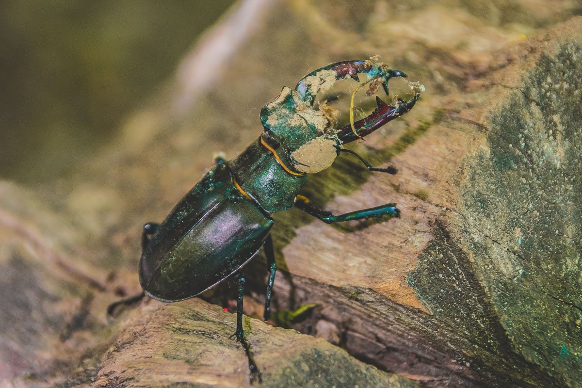 Следуя по маршруту нам удалось встретить жука-оленя. Этот вид занесен в Красную книгу Украины