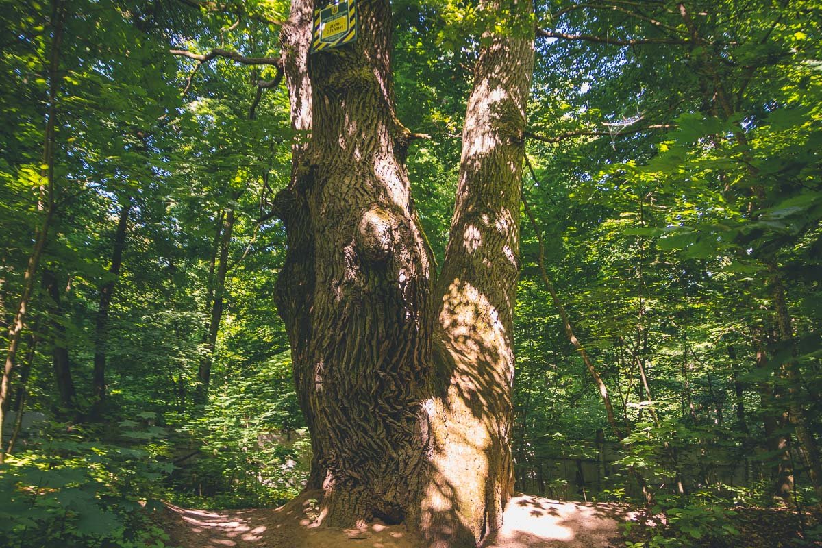 Этот великан - самый большой дуб в лесу