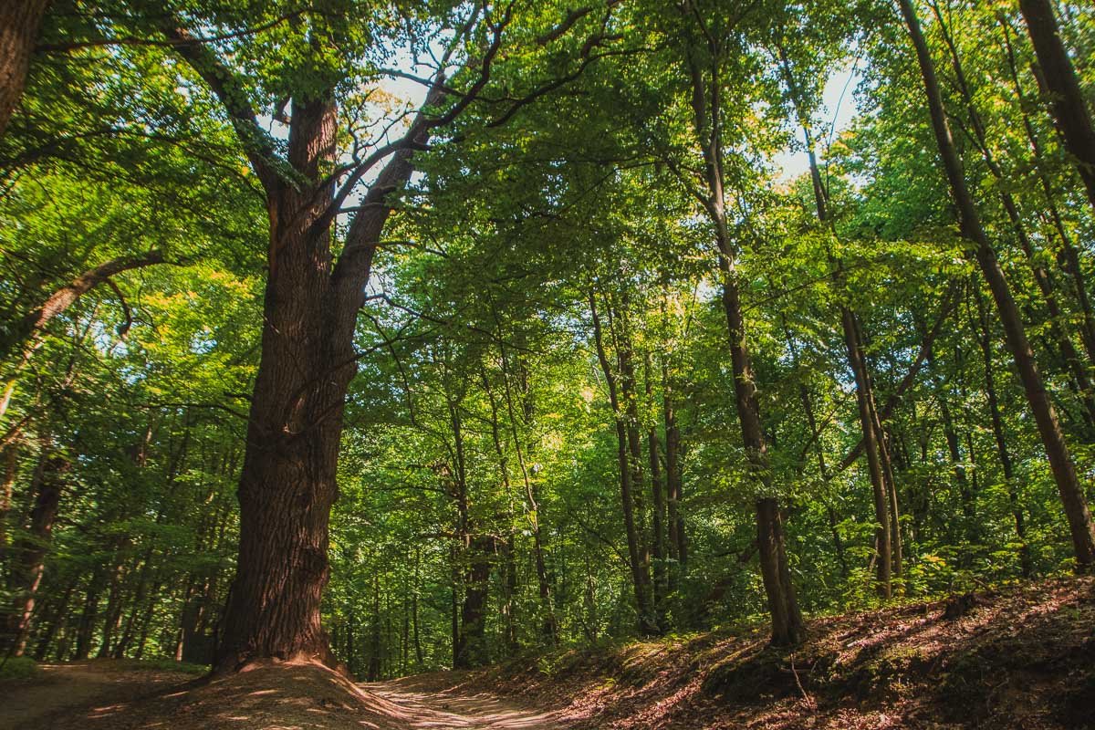 На пути следования вы посетите четыре разных экосистемы