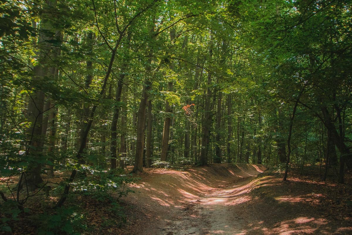 В Голосеевском лесу обитают редкие виды животных и непрерывно поют птицы