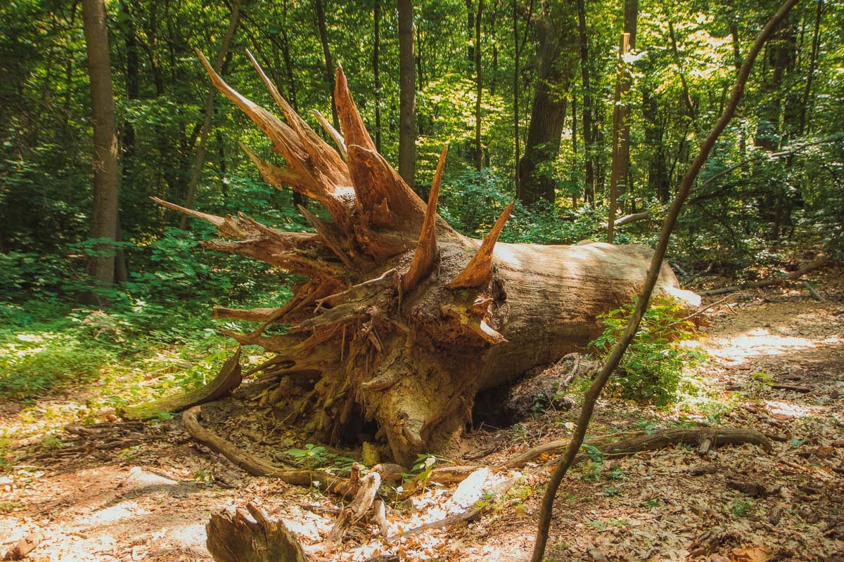 В лесу есть локация поваленных деревьев, которые тоже вносят свой вклад в экосистему