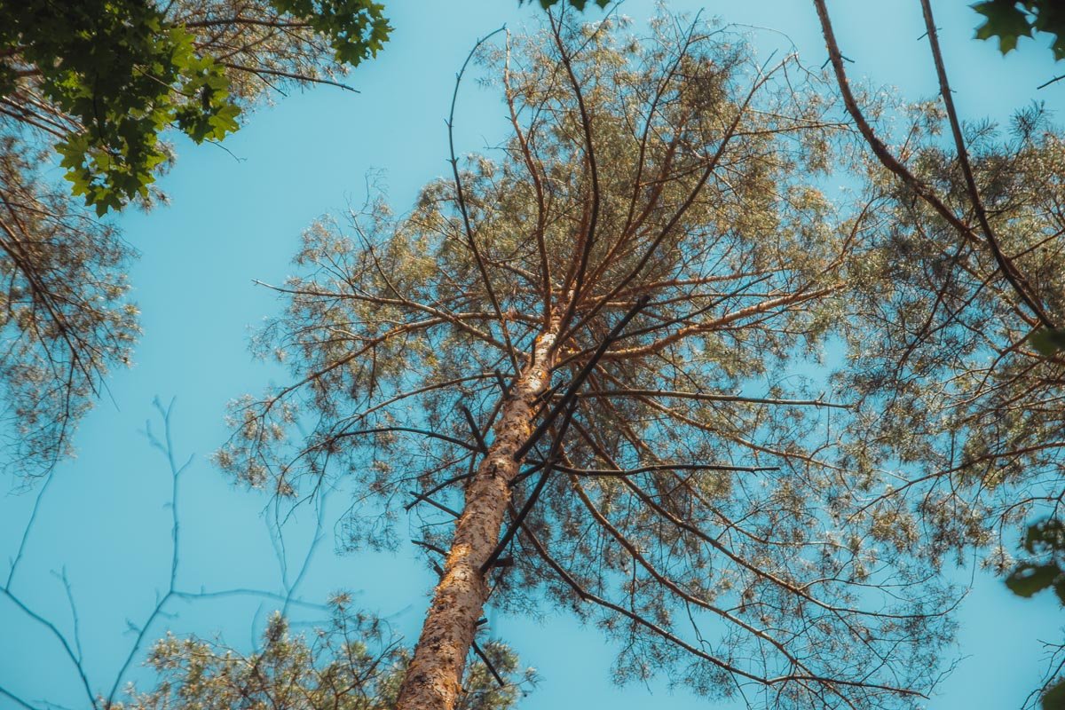 Лиственный лес смешивается с сосновым