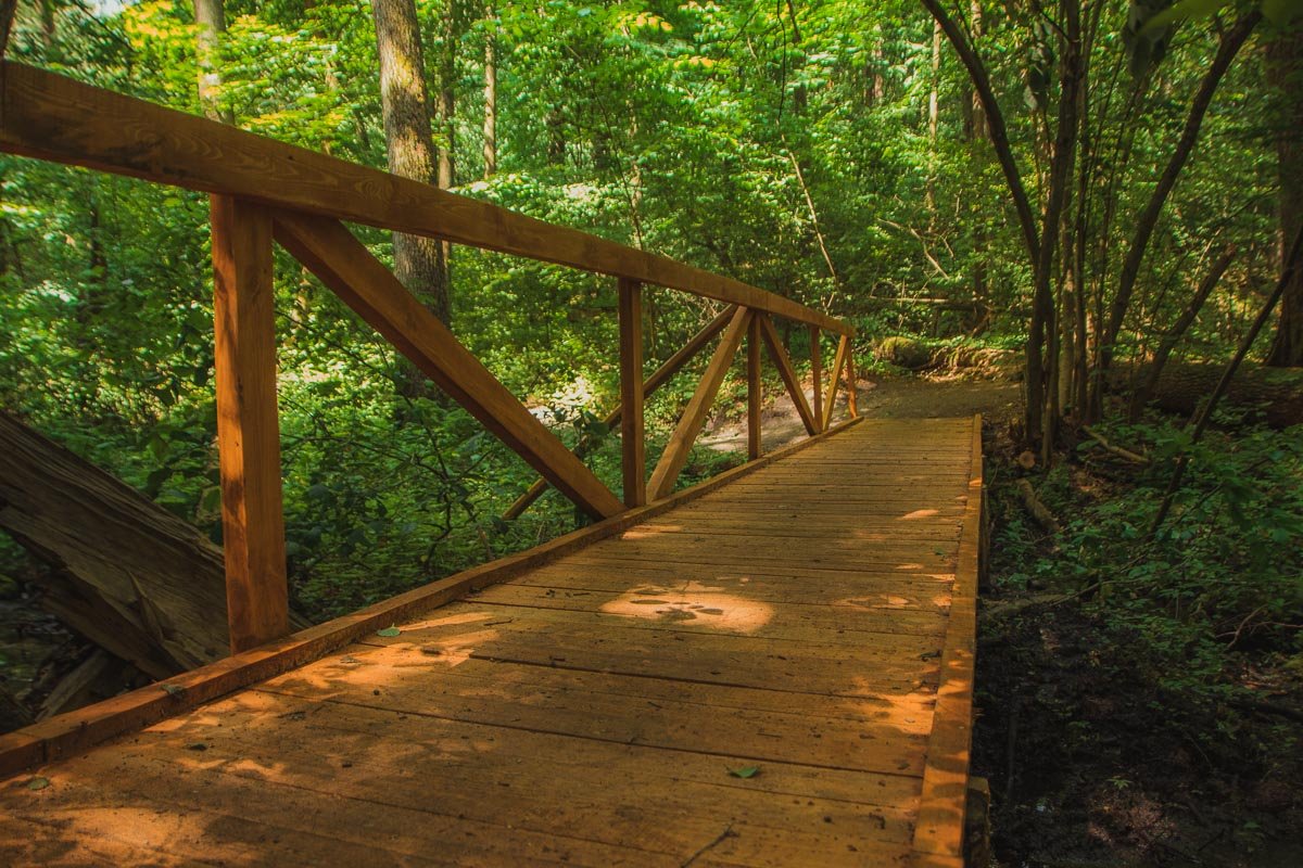 Экотропа позволяет увидеть болотистую местность. Для этого здесь построили мостик