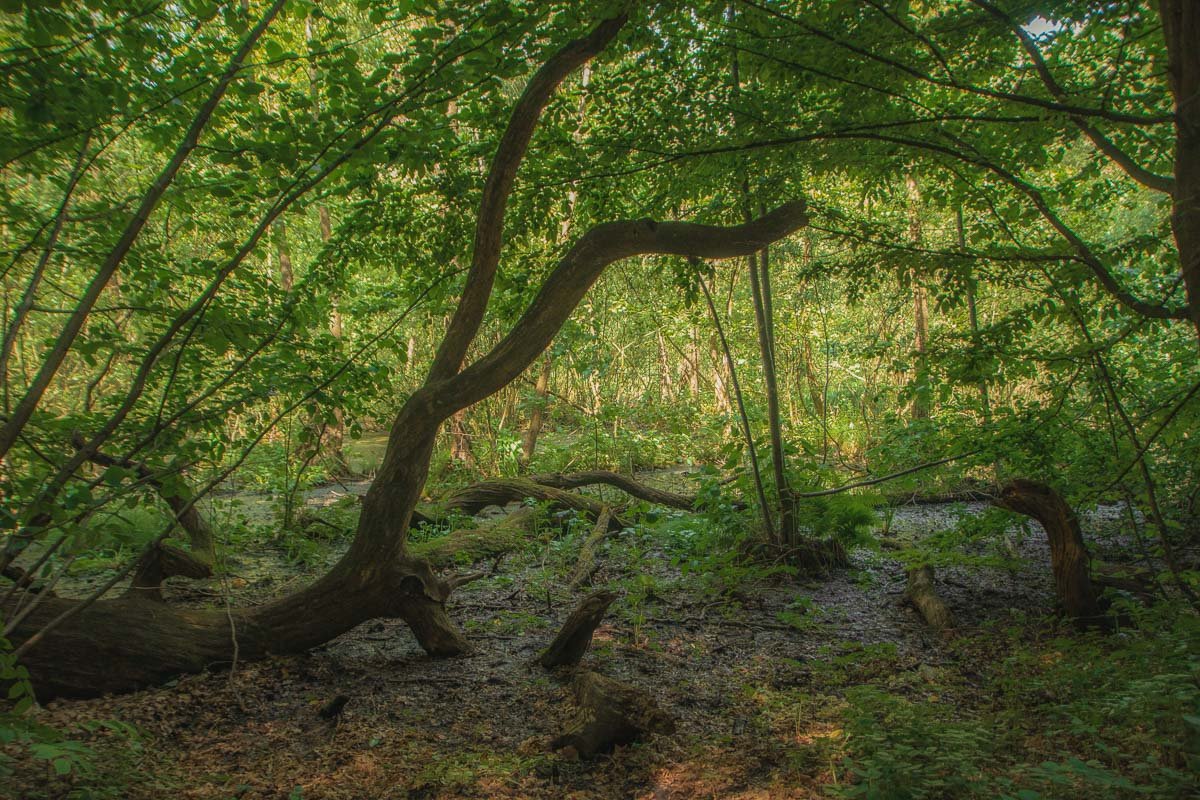 Пейзажи Голосеевского леса удивляют и вдохновляют