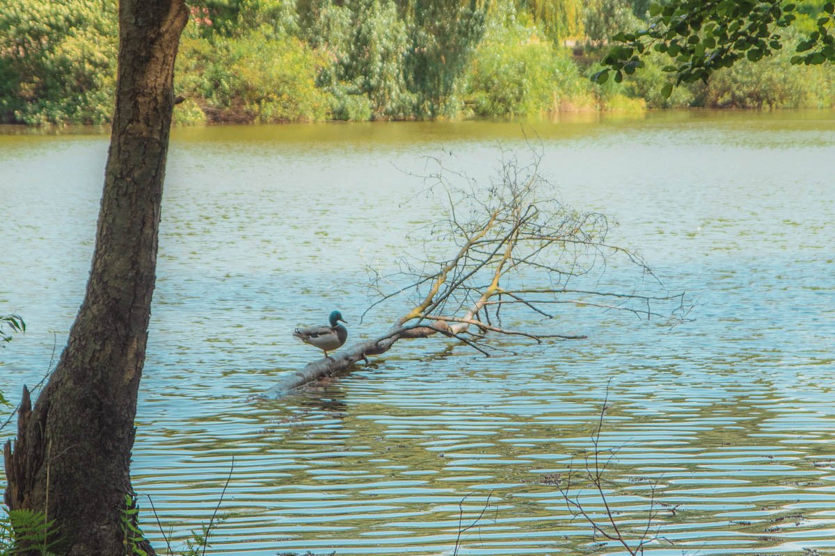 Один из представителей местной живности 