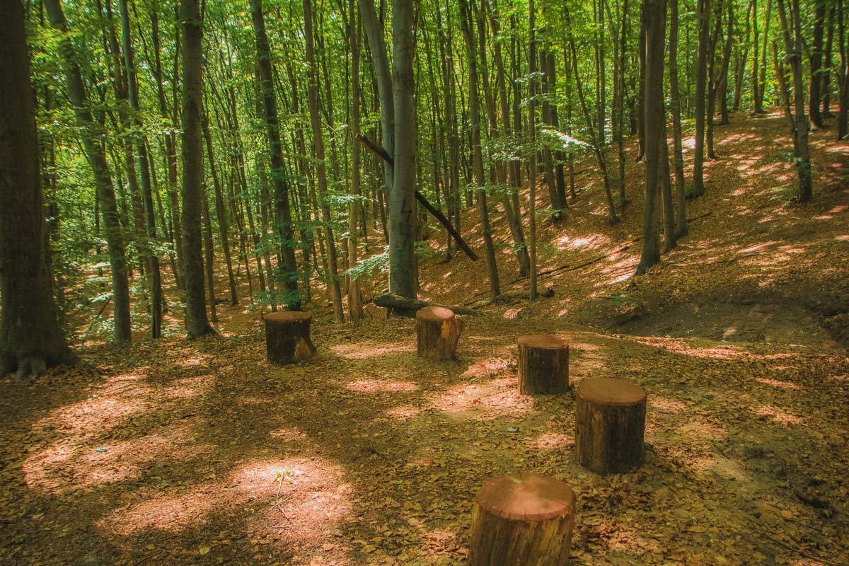 Экотропа Голосеевского леса стоит того, чтобы пройти ее полностью и влюбиться в природу
