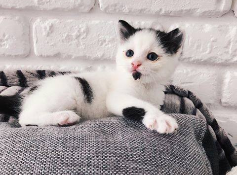 Котенок-девочка, которой всего 1,5 месяца ищет дом