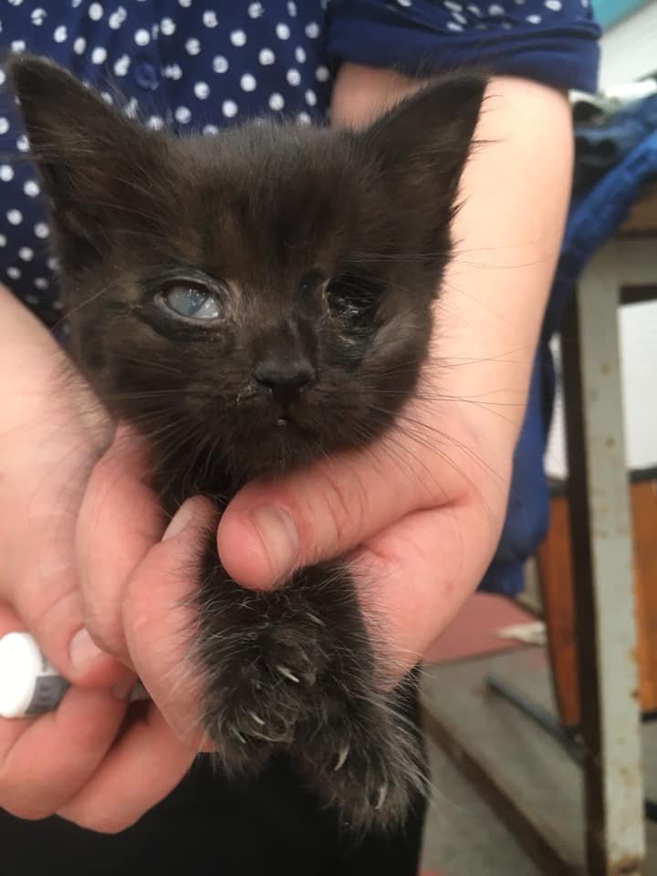 Афра родилась на рынке и могла там погибнуть, а сейчас она ищет любящих хозяев