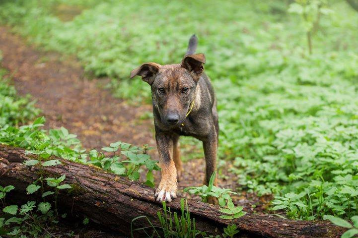 Финик готов подарить вам свою безграничную любовь