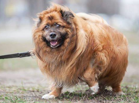 Колбасику очень нужен хозяин, который поможет ему похудеть