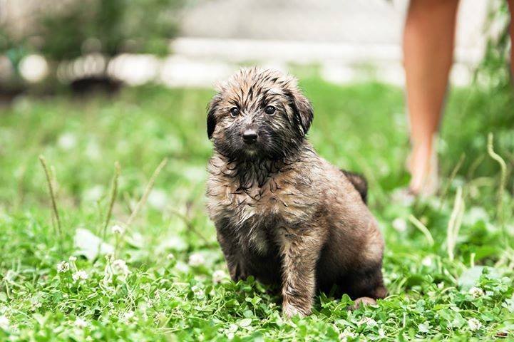 Этому пушистому чуду 2 месяца, она еще совсем маленькая и беззащитная, но уже одна
