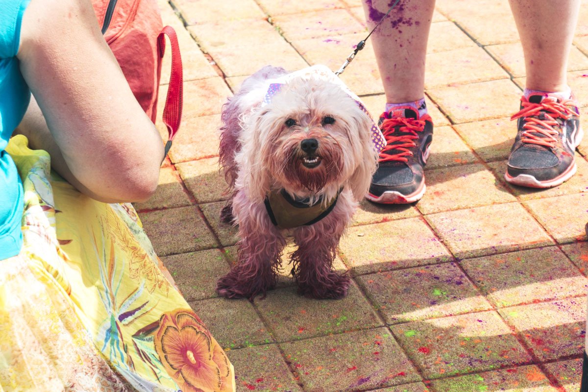 Кто-то взял с собой на фестиваль свою белую собачку, которая благодаря краскам холи превратилась в панка с розовым ирокезом Кто-то взял с собой на фестиваль свою белую собачку, которая благодаря краскам холи превратилась в панка с розовым ирокезом