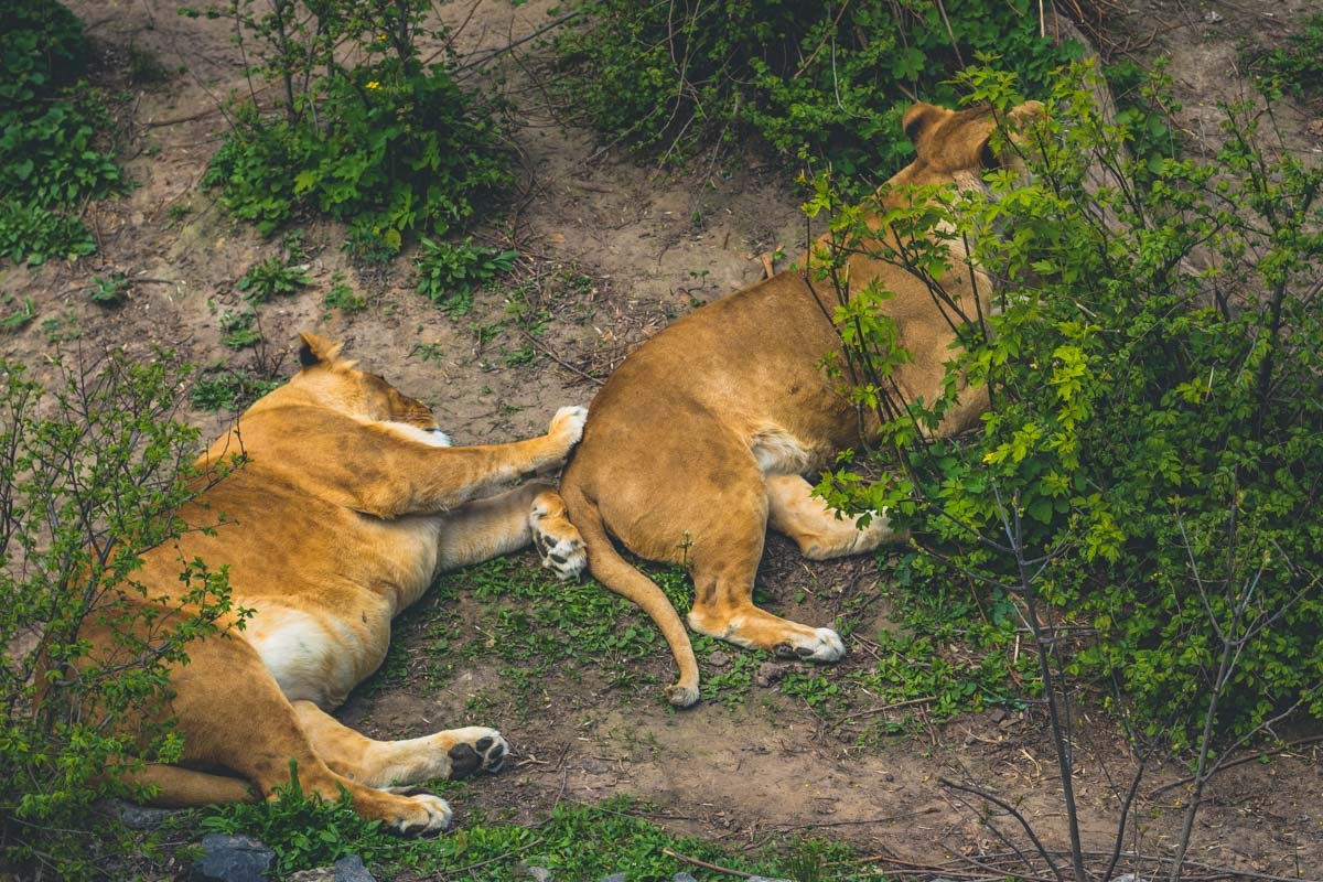 В зоопарк Киева можно ходить нескончаемое количество раз