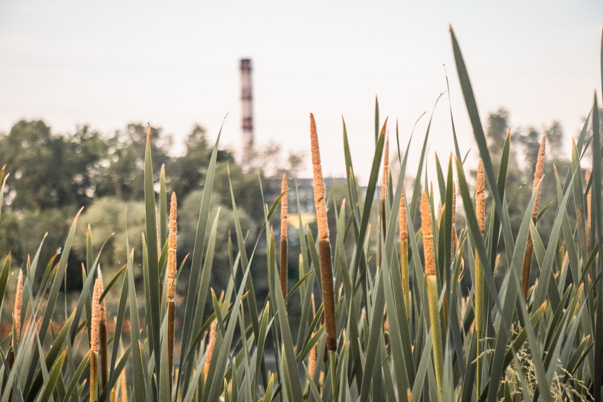 Более того, кажется что все - от травинок до гигантских труб - тянется к солнцу