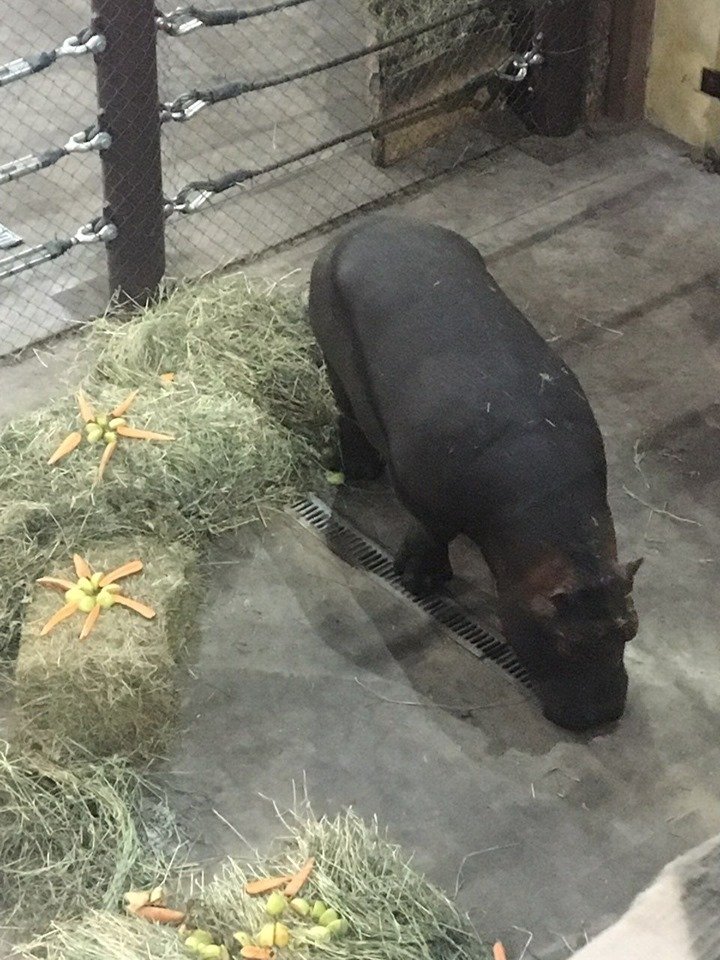 На днях Киевская городская таможня оформила необычный груз, живого бегемотика