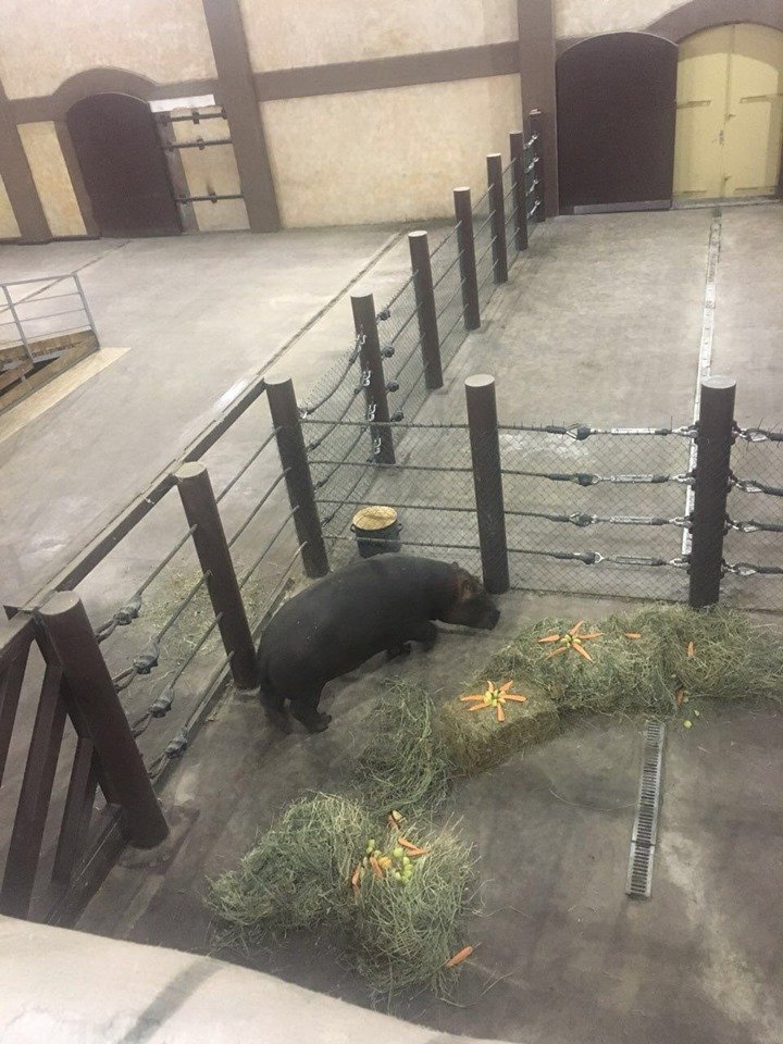 Ему всего полтора годика и весит он уже полтонны