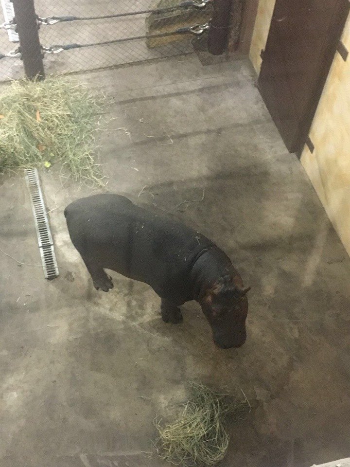 Бегемот еще очень юный и оказался крайне непоседливым