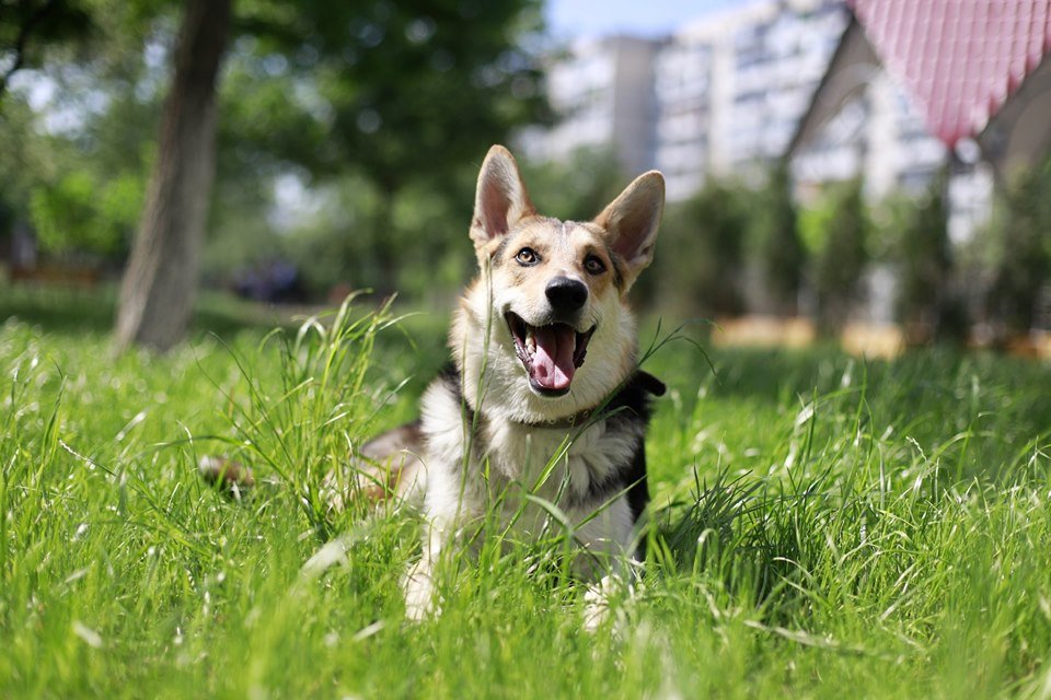 Проворный Арчи ищет хозяина в Киеве Проворный Арчи ищет хозяина в Киеве