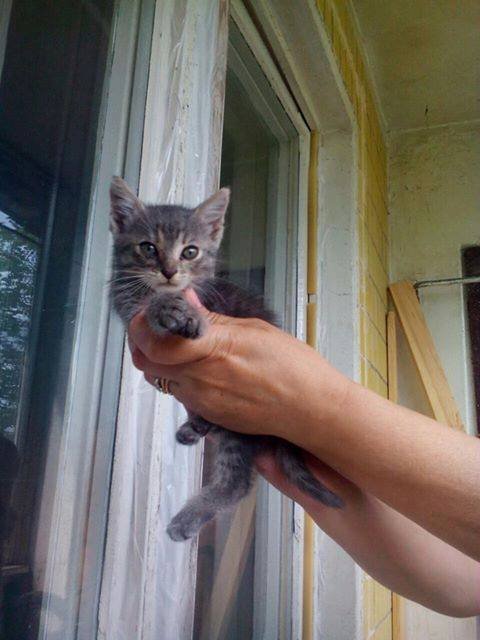 Котенок мечтает обрести хозяина, который больше не оставит его на улице Котенок мечтает обрести хозяина, который больше не оставит его на улице
