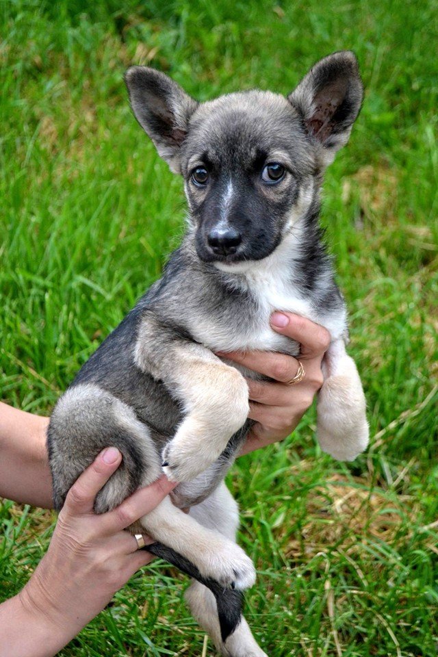 Мини-волчонок Вики обладает невероятно добрым характером и глазами Мини-волчонок Вики обладает невероятно добрым характером и глазами