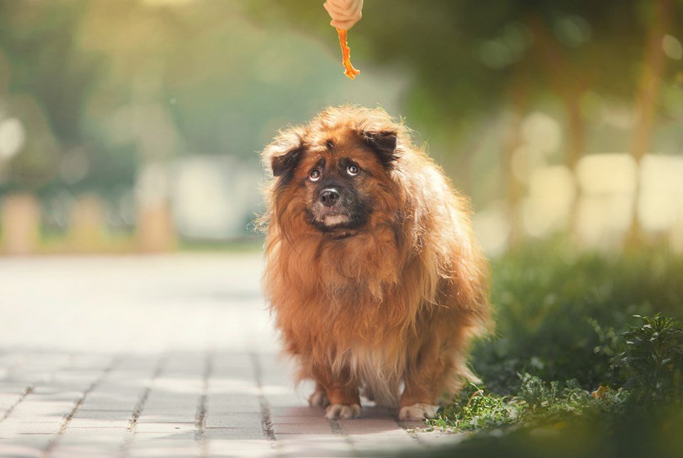 Басик явно устал от количества еды, но точно не устанет от вашей любви никогда Басик явно устал от количества еды, но точно не устанет от вашей любви никогда