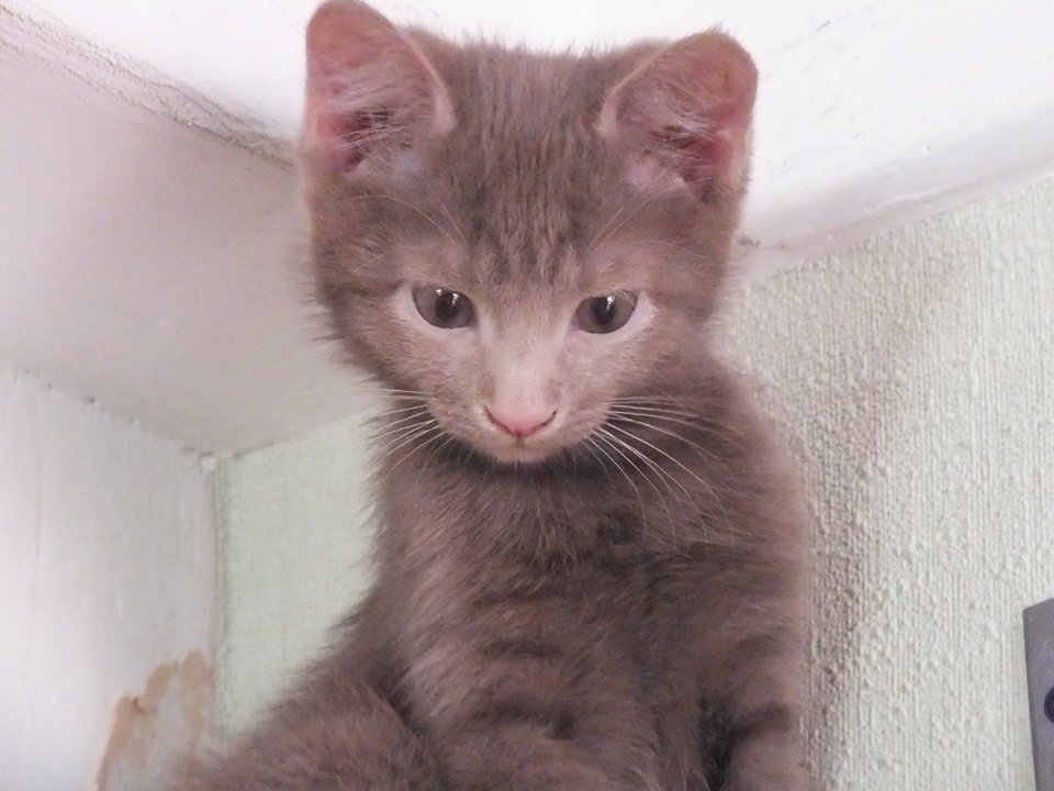 Настоящий лиловый котенок мечтает топать по вашему дому Настоящий лиловый котенок мечтает топать по вашему дому