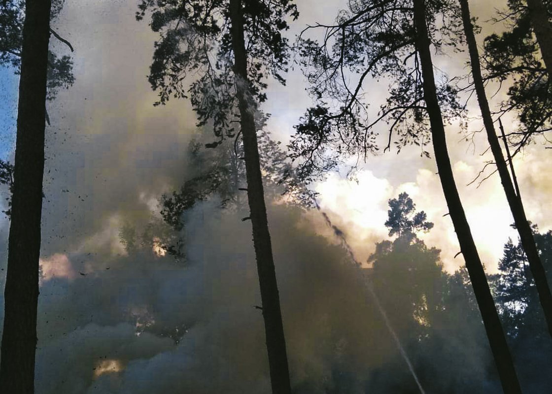 Была угроза распространения на близстоящие деревья Была угроза распространения на близстоящие деревья