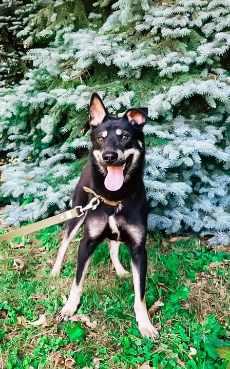 Веселый Ушастик ищет дом