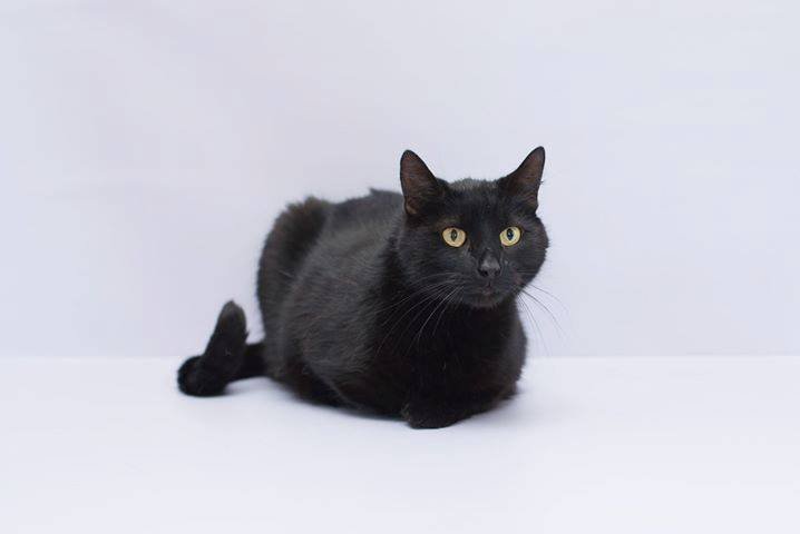 Котик Лукас приносит удачу