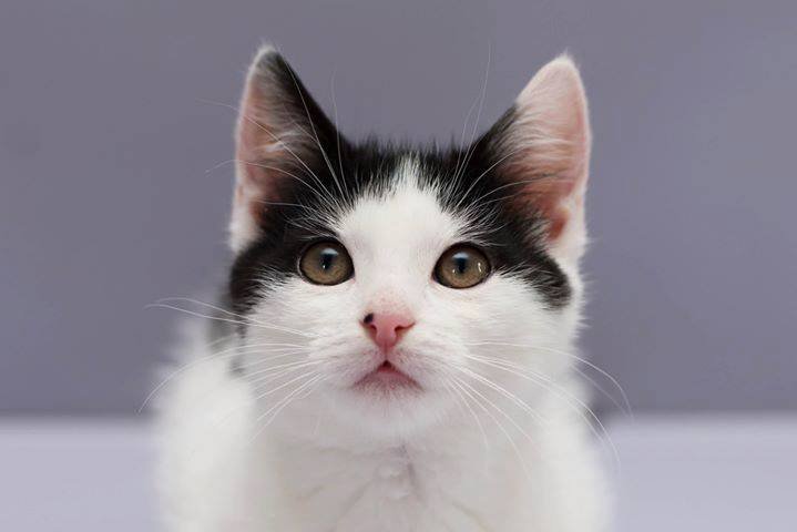 Подарите кошечке Ките любовь