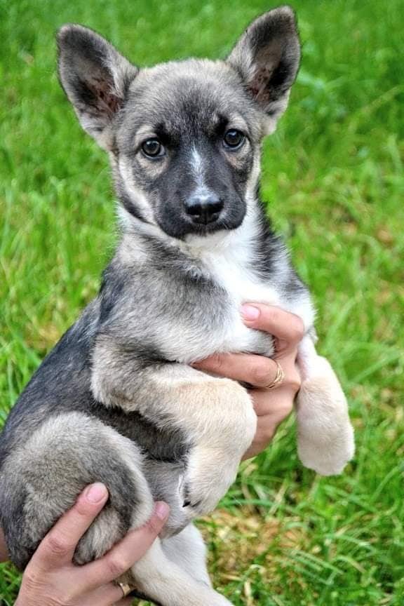 Малышка Вики очень игривая и активная