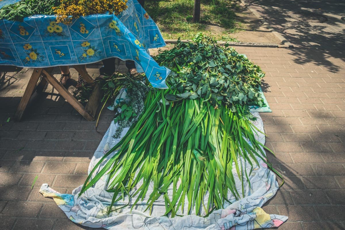 Наши предки считали, что аир имеет магическую силу Наши предки считали, что аир имеет магическую силу
