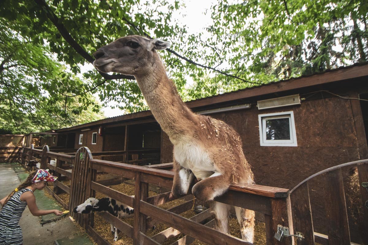 Контактный зоопарк на ВДНГ - это цитадель милоты и положительных эмоций 