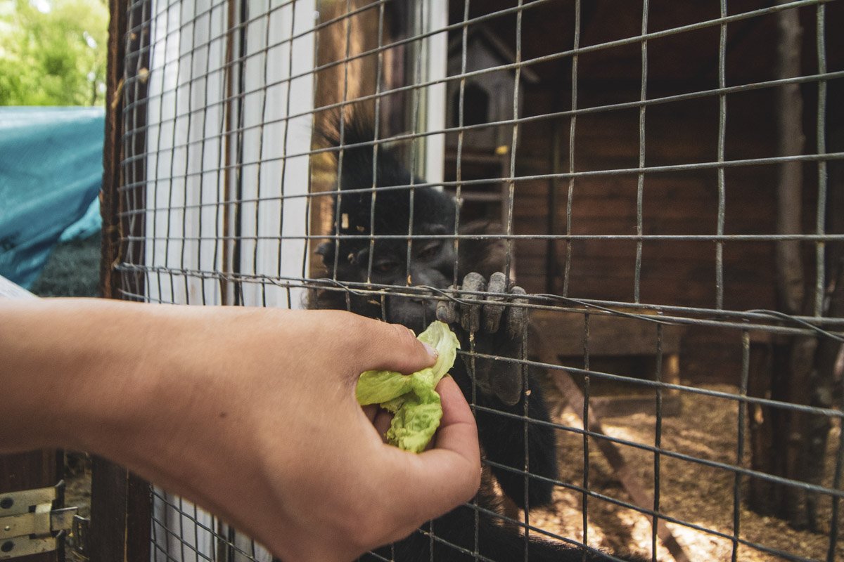 Здесь можно покормить милых животных и погладить их 