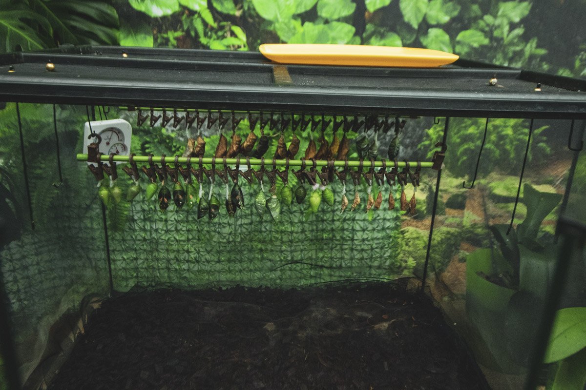 Планета бабочек