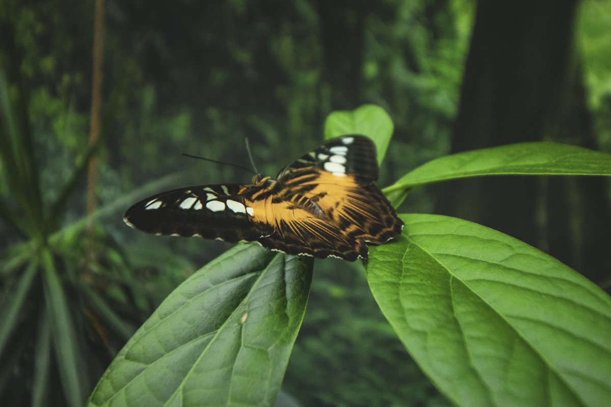 Здесь можно купить кокон и самостоятельно вырастить бабочку 