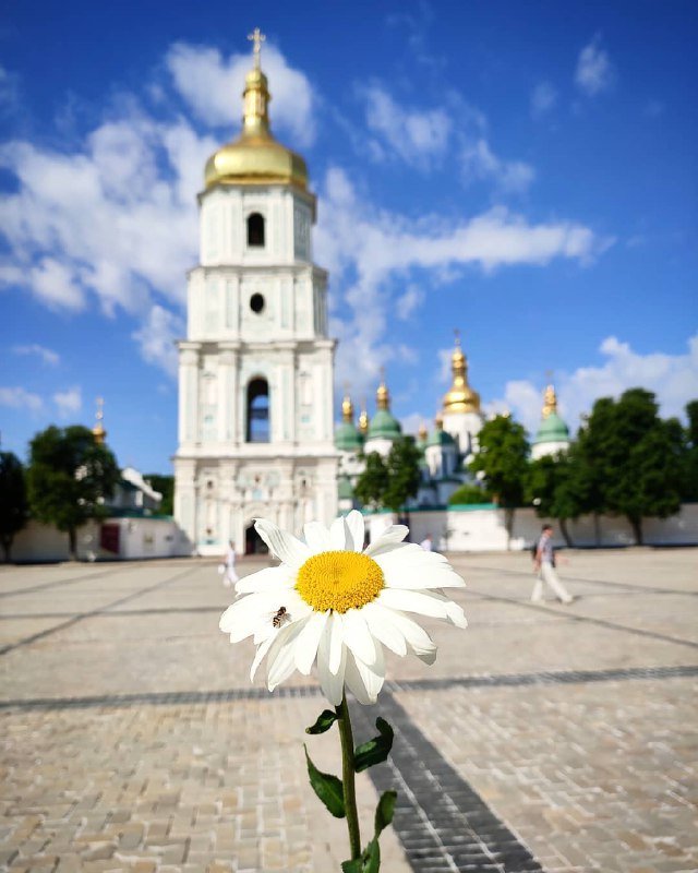 Ромашка - солнышко в мире цветов. Фото: @iren.fmn Ромашка - солнышко в мире цветов. Фото: @iren.fmn