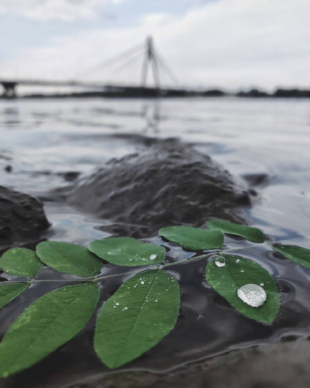 Умейте видеть в большом водоеме маленький листочек. И мы сейчас не только о "природе". Фото: @yle33 Умейте видеть в большом водоеме маленький листочек. И мы сейчас не только о "природе". Фото: @yle33