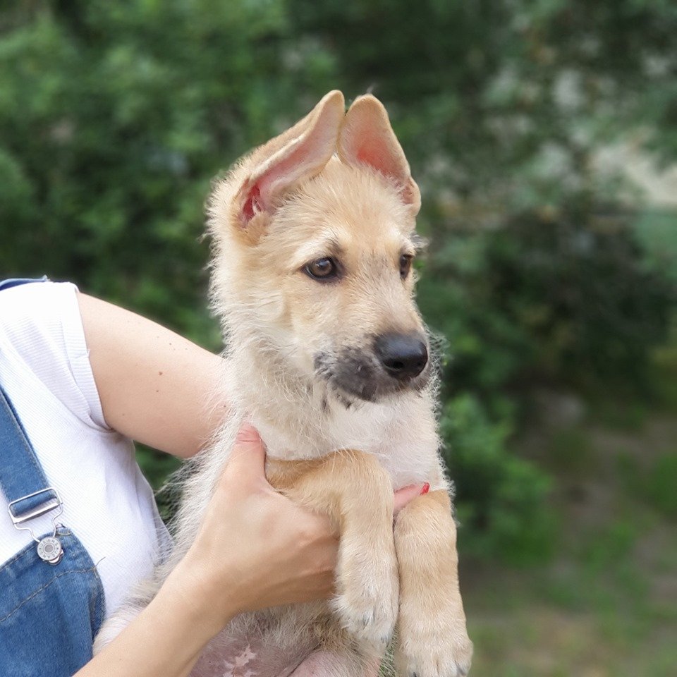 Игривый щенок Шмель мечтает найти любимого хозяина Игривый щенок Шмель мечтает найти любимого хозяина