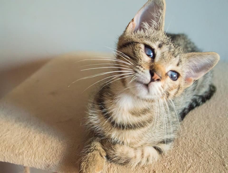 Кошка Сонечка - это море ласки, нежности и любви Кошка Сонечка - это море ласки, нежности и любви