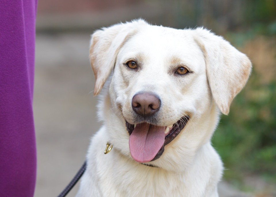 Герда станет прекрасным другом для спортивных и активных людей Герда станет прекрасным другом для спортивных и активных людей