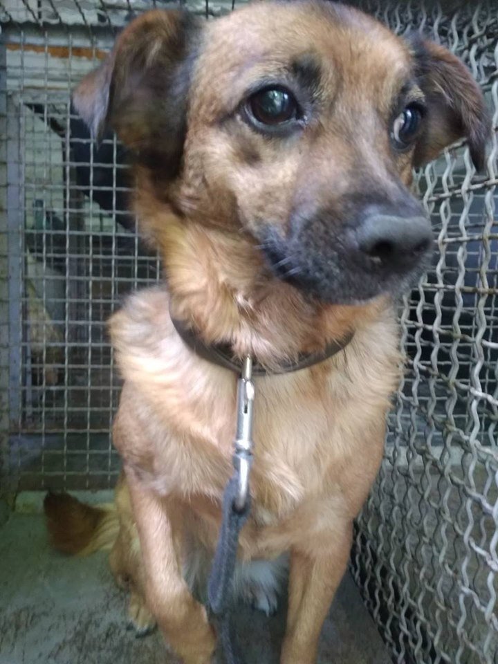 Этого песика оставили привязанным к дереву на жаре Этого песика оставили привязанным к дереву на жаре